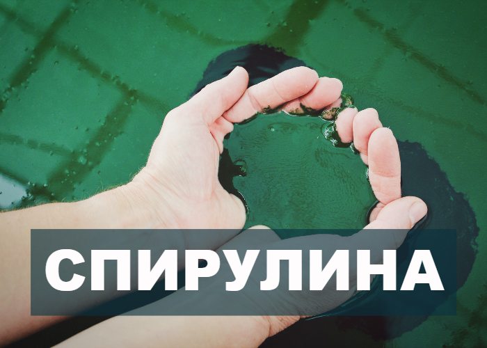 Спирулина