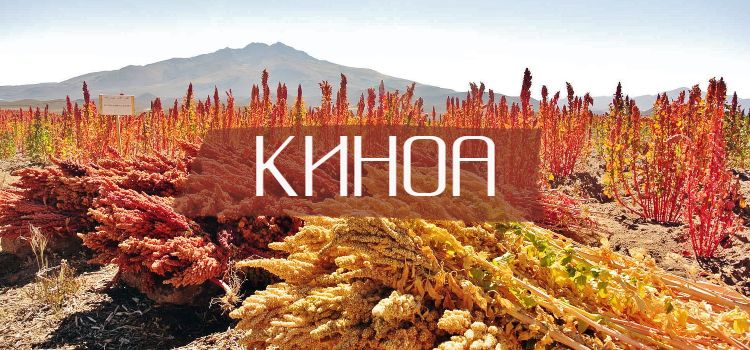 Киноа что это