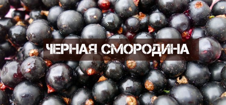 Польза черной смородины