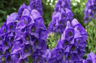 Aconitum