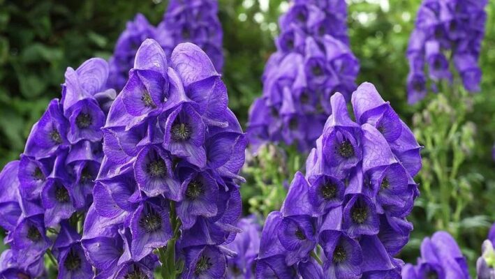 Aconitum