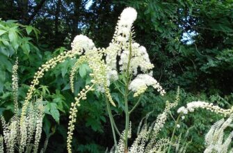 Actaea racemosa - Cimicifuga