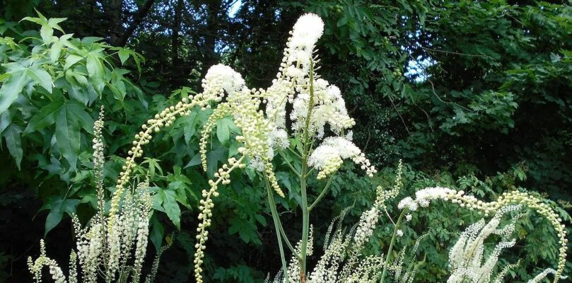 Actaea racemosa - Cimicifuga
