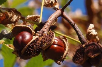 Aesculus hippocastanum — Конский каштан