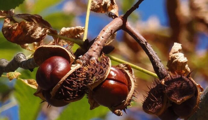 Aesculus hippocastanum — Конский каштан