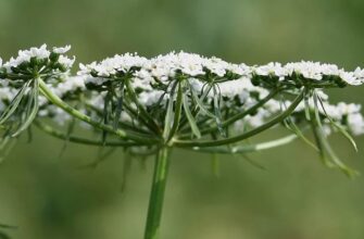 Aethusa cynapis — Собачья петрушка