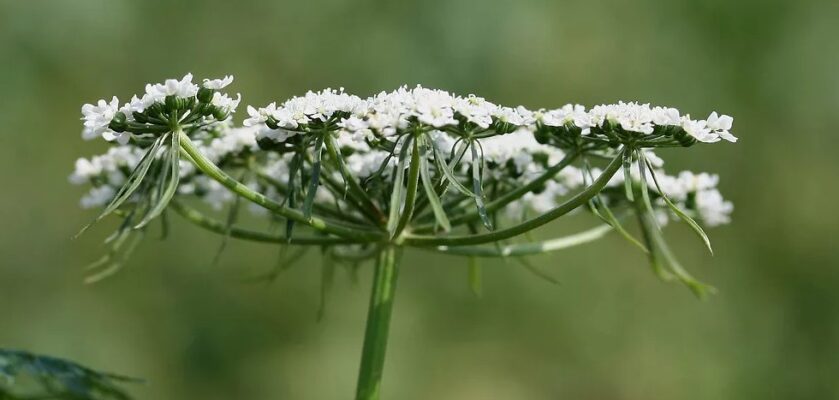 Aethusa cynapis — Собачья петрушка