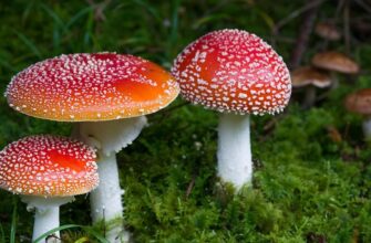 Agaricus muscarius (агарикус мускариус) — Красный мухомор