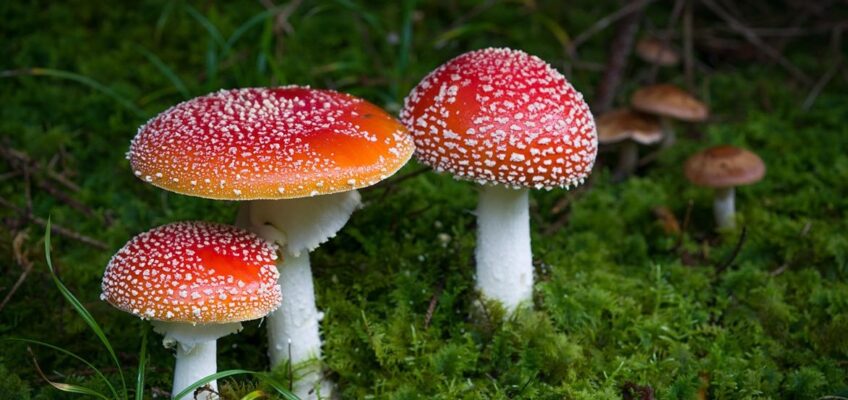 Agaricus muscarius (агарикус мускариус) — Красный мухомор