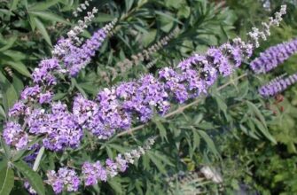 Agnus castus (Агнус кастус) — Дерево целомудрия