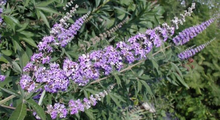 Agnus castus (Агнус кастус) — Дерево целомудрия