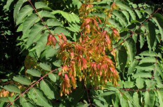 Ailanthus glandulosa (Аилантус гландулёза) — китайский ясень
