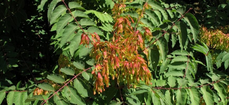 Ailanthus glandulosa (Аилантус гландулёза) — китайский ясень