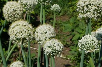 Allium cepa — Репчатый лук