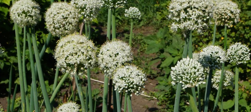 Allium cepa — Репчатый лук