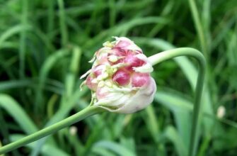 Allium sativum — Чеснок