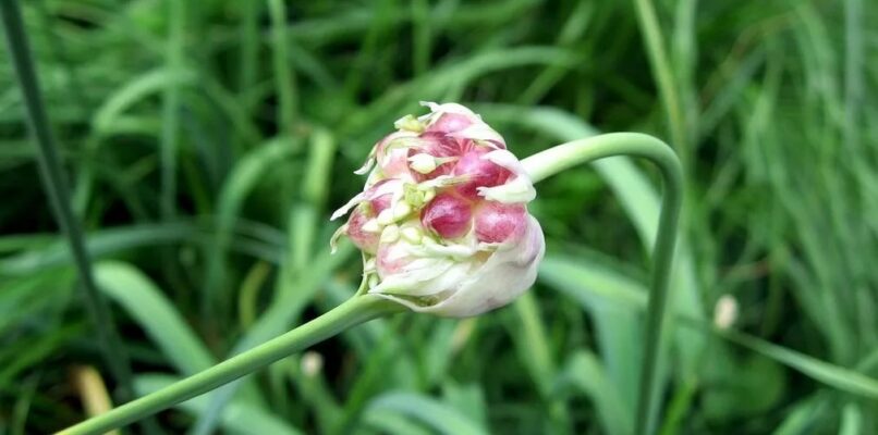 Allium sativum — Чеснок