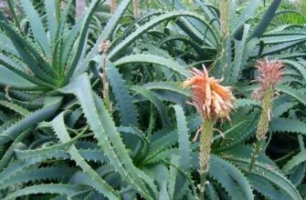 Aloe socotrina (Алоэ сокотрина) — алоэ