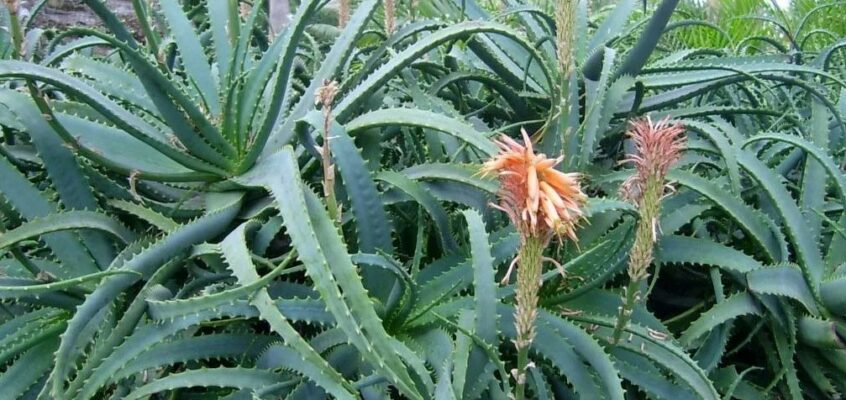 Aloe socotrina (Алоэ сокотрина) — алоэ
