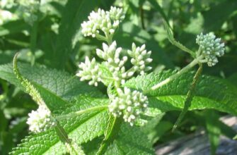 Eupatorium perfoliatum - посконник пронзеннолистный