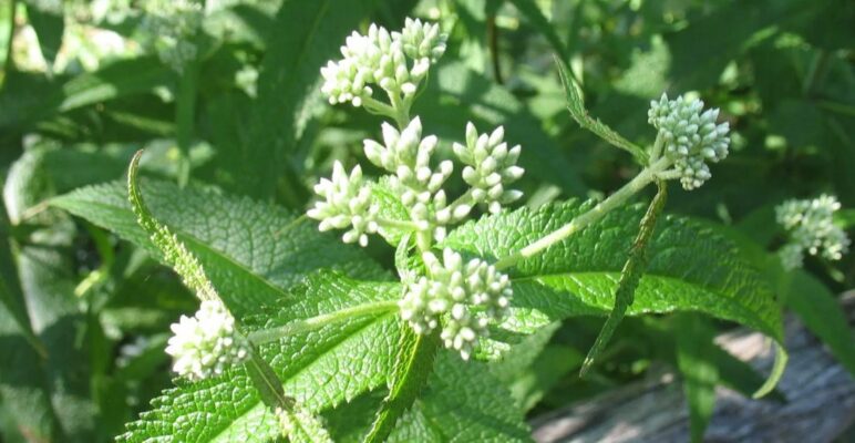Eupatorium perfoliatum - посконник пронзеннолистный