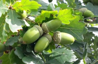 Quercus Robur - дуб черешчатый