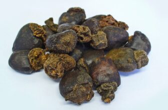 Anacardium orientale (Анакардиум) – семикарпус