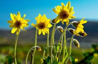 Arnica montana (Арника монтана) – арника черная, баранья трава