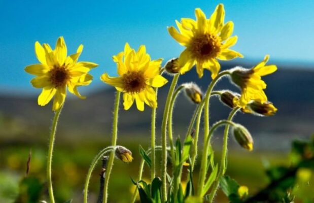 Arnica montana (Арника монтана) – арника черная, баранья трава