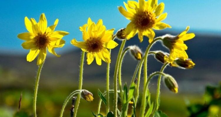 Arnica montana (Арника монтана) – арника черная, баранья трава