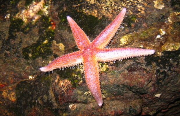 Asterias rubens (Астериас рубенс) – морская звезда
