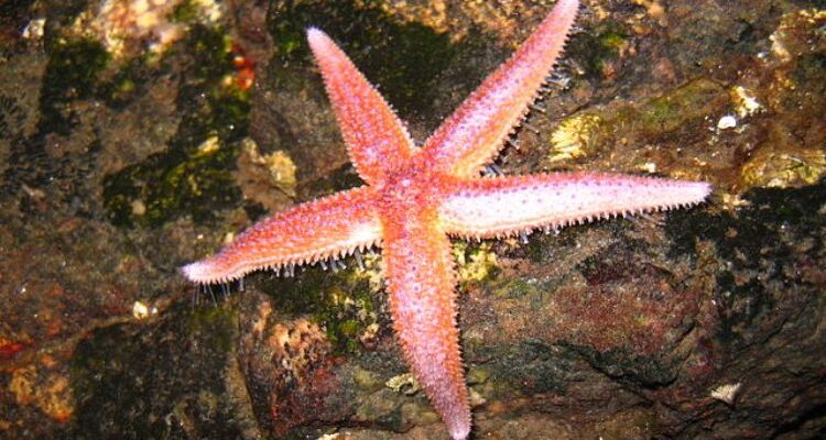 Asterias rubens (Астериас рубенс) – морская звезда