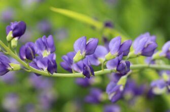 Baptisia tinctoria (Баптизия тинктория) – баптизия красильная