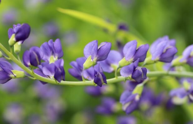 Baptisia tinctoria (Баптизия тинктория) – баптизия красильная