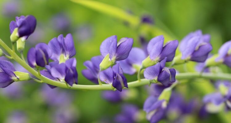 Baptisia tinctoria (Баптизия тинктория) – баптизия красильная