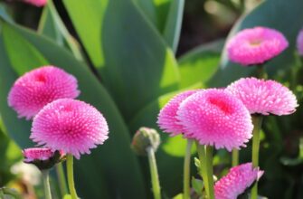 Bellis perennis (Беллис) – маргаритка многолетняя