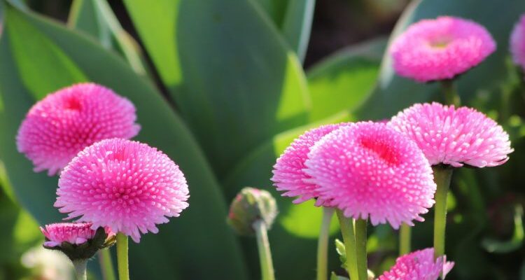 Bellis perennis (Беллис) – маргаритка многолетняя