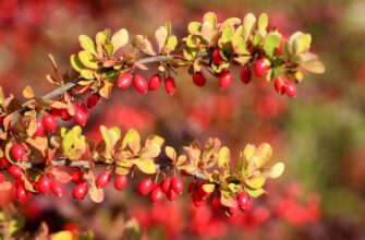 Berberis vulgaris (Бэрбэрис) – барбарис обыкновенный | Сам себе гомеопат