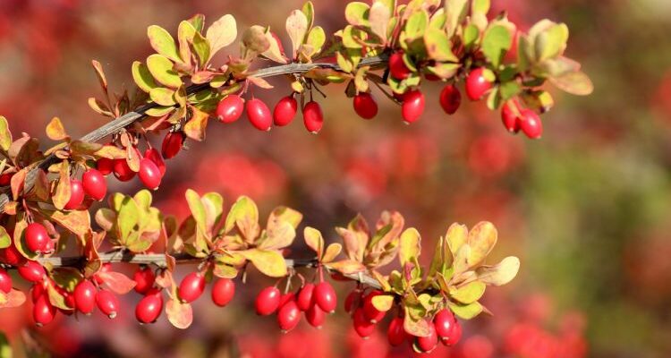 Berberis vulgaris (Бэрбэрис) – барбарис обыкновенный | Сам себе гомеопат