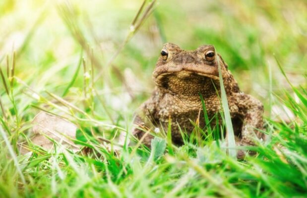 Bufo rana (Буфо рана) – жаба