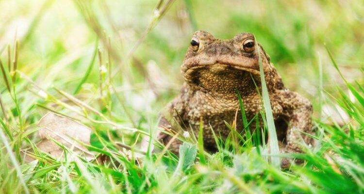 Bufo rana (Буфо рана) – жаба