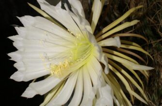 Cactus grandiflorus (Кактус грандифлёрус) – кактус селеницереус крупноцветный