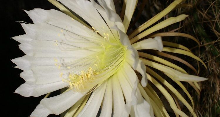 Cactus grandiflorus (Кактус грандифлёрус) – кактус селеницереус крупноцветный