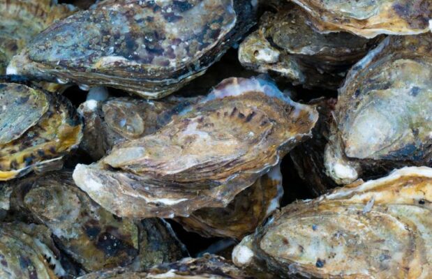 Calcarea carbonica (Calcium carbonicum) - Калькарея карбоника