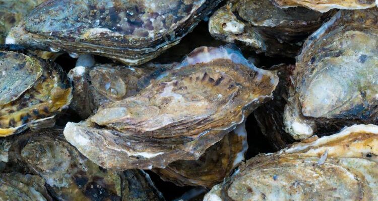 Calcarea carbonica (Calcium carbonicum) - Калькарея карбоника