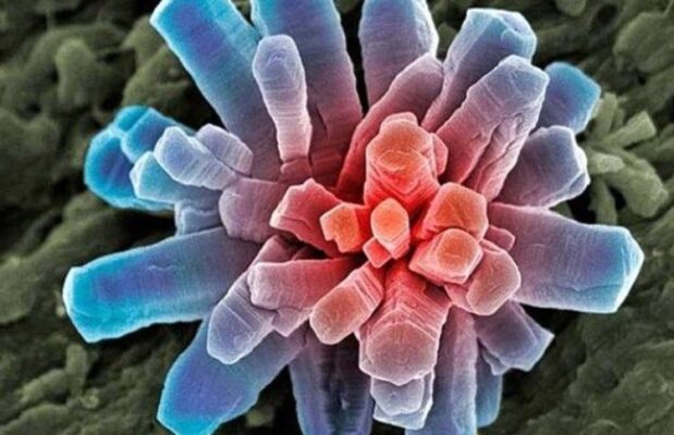 Calcarea phosphorica (Calcium phosphoricum) - Калькарея фосфорика - фосфат кальция