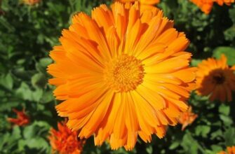 Calendula (Календула) – календула