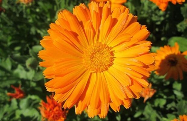 Calendula (Календула) – календула