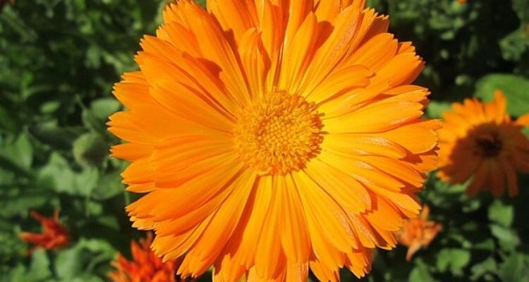 Calendula (Календула) – календула