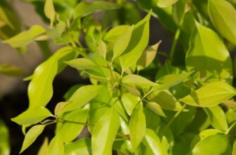 Camphora officinalis (Камфора) – камфора